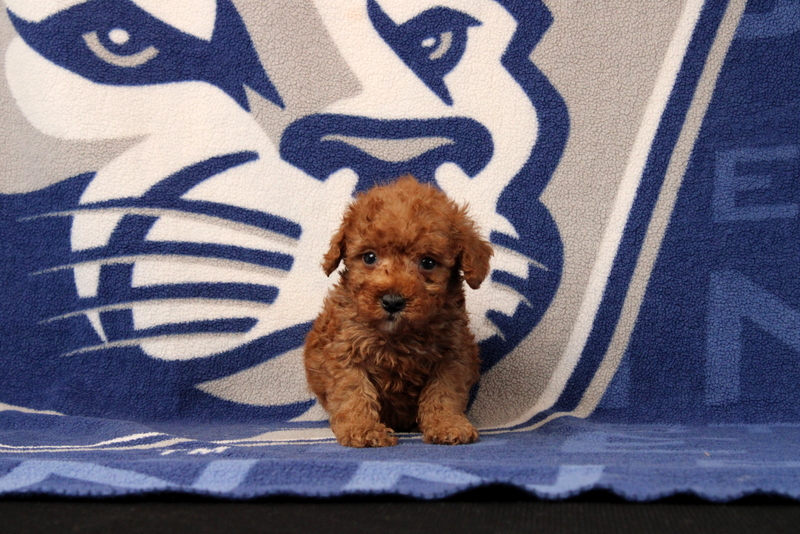 puppy, for, sale, Toy Poodle, Matthew B. Stoltzfus, dog, breeder, Gap, PA, dog-breeder, puppy-for-sale, forsale, nearby, find, puppyfind, locator, puppylocator, aca